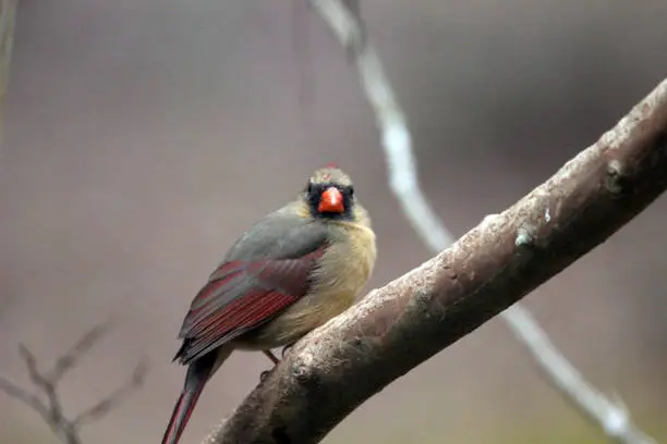 Female Northern Cardinal stares down the photographer (and her noisy camera shutter).
