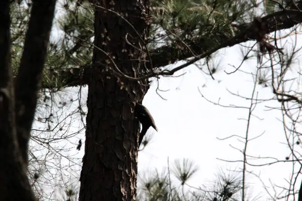 This Pileated Woodpecker excavates a nest in a dead pine tree (snag).