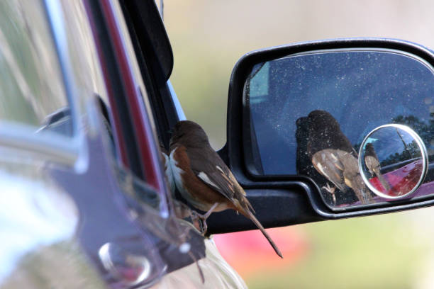 istock Female Eastern Towhee Looking at Reflection on Car Window 1137443090
