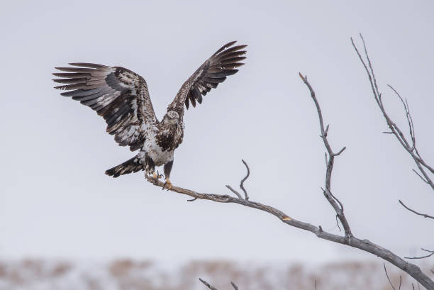 Bald Eagle flying in winter migration Bald Eagle winter migration through the mid west USA eagle bald eagle american culture feather stock pictures, royalty-free photos & images