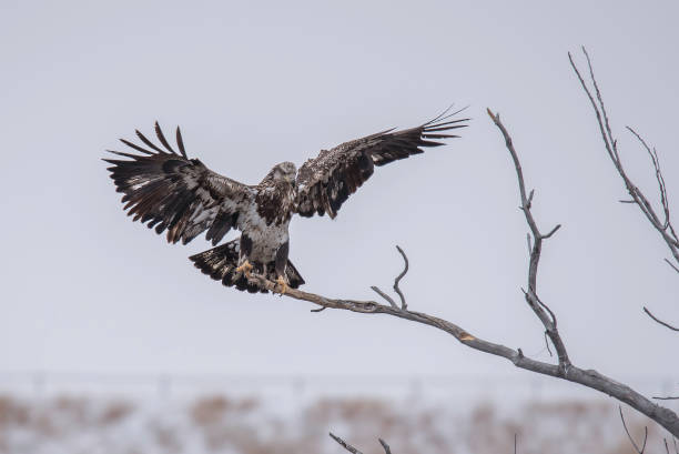 Bald Eagle flying in winter migration Bald Eagle winter migration through the mid west USA eagle bald eagle american culture feather stock pictures, royalty-free photos & images