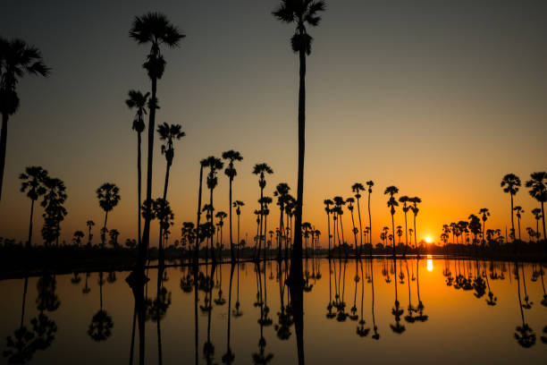 istock Palm trees and water reflection at dawn 1137443972