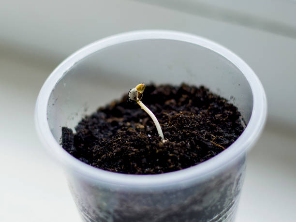 istock Sprouted hemp seeds, young marijuana sprout in a glass for seedlings 1137443996