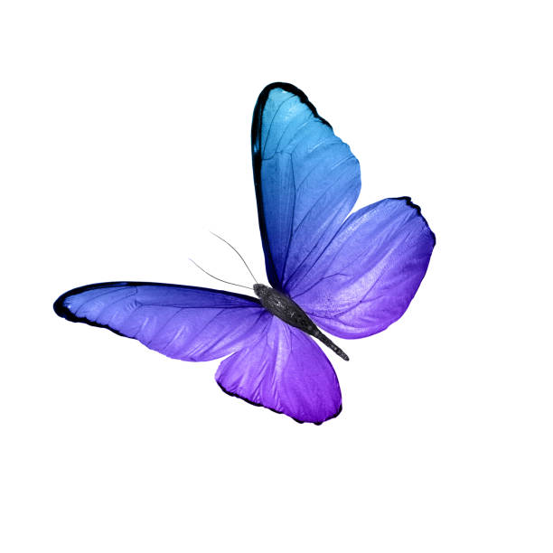 istock tropical purple butterfly. isolated on white background 1137444163
