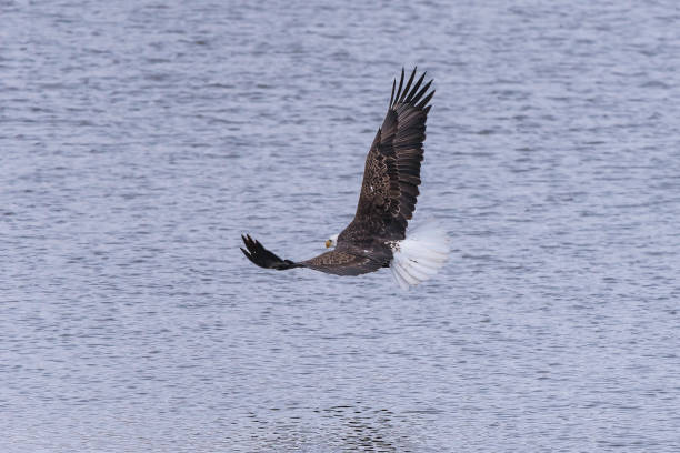 Bald Eagle flying in winter migration Bald Eagle winter migration through the mid west USA eagle bald eagle american culture feather stock pictures, royalty-free photos & images