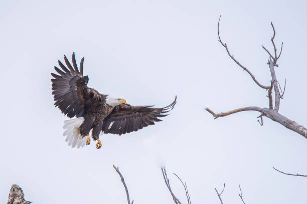 Bald Eagle flying in winter migration Bald Eagle winter migration through the mid west USA eagle bald eagle american culture feather stock pictures, royalty-free photos & images