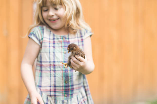 istock Young girl holding a baby chick 1137445661