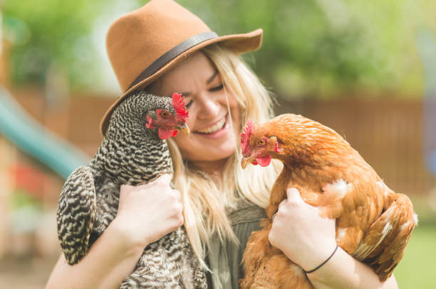 Woman holds two chickens in her back yard farm