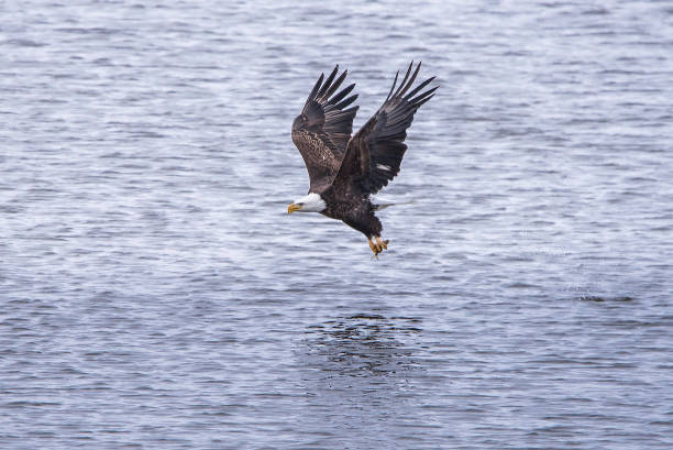 Bald Eagle flying in winter migration Bald Eagle winter migration through the mid west USA eagle bald eagle american culture feather stock pictures, royalty-free photos & images