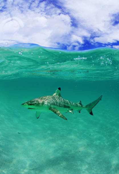 istock Feeding sharks in Rangiroa atoll, French Polynesia 1137445823