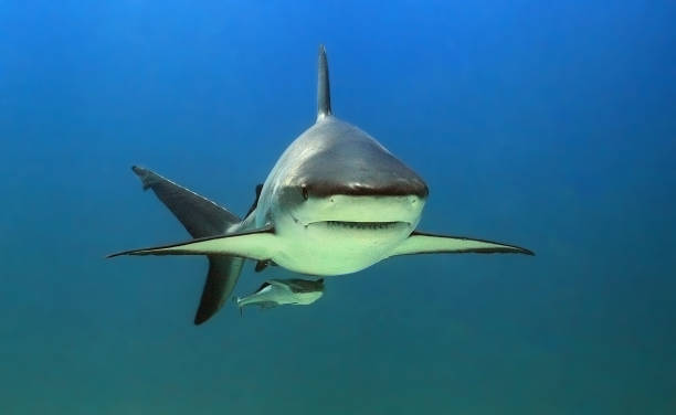 istock Caribbean black tip shark portrait 1137445836