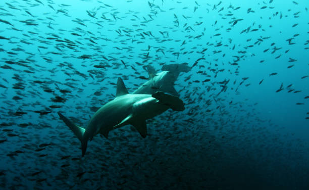istock Hammerhead sharks of Galapagos 1137445838