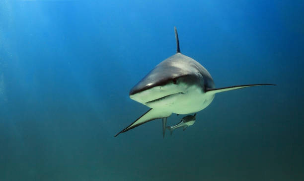 istock Caribbean black tip sharks 1137445852