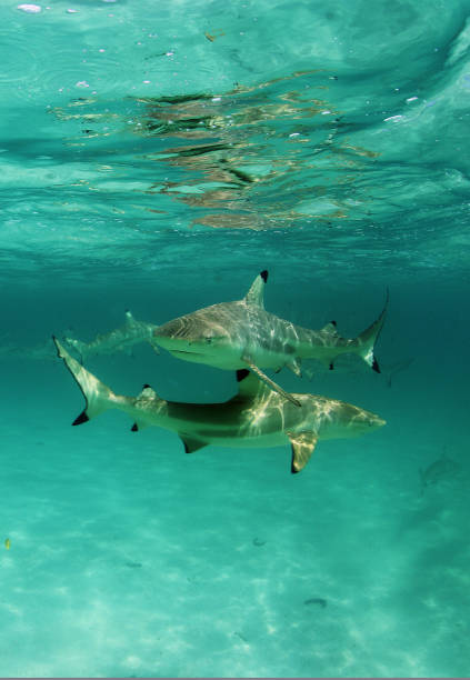 istock Feeding sharks in Rangiroa atoll, French Polynesia 1137445878