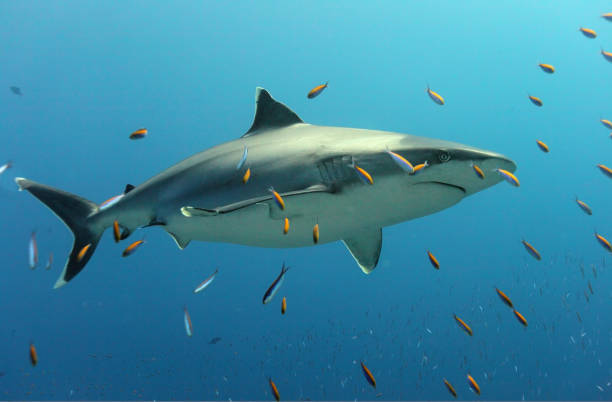 white tip shark of rangiroa atoll, french polynesia - tubarão cinzento dos recifes imagens e fotografias de stock