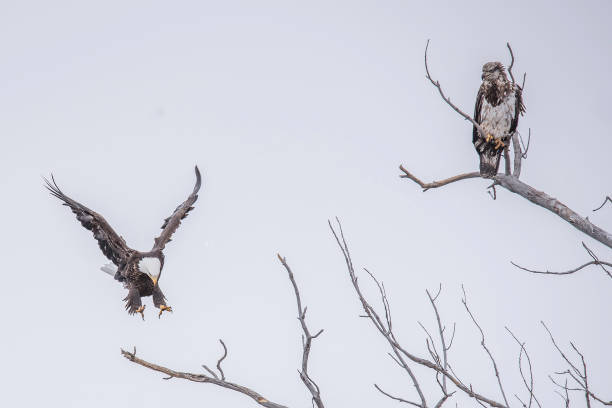 Bald Eagle flying in winter migration Bald Eagle winter migration through the mid west USA eagle bald eagle american culture feather stock pictures, royalty-free photos & images