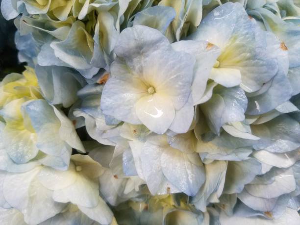 istock Closeup of hydrangea flowers in the rain 1137446656