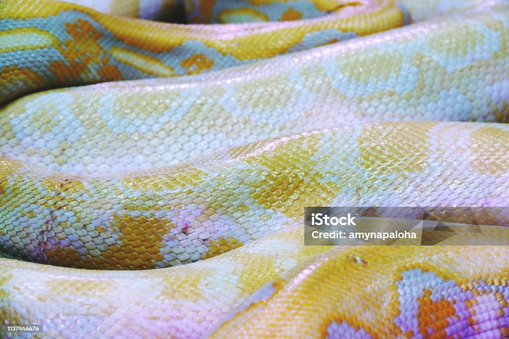 Albino python snake skin texture background close up Albino Stock Photo