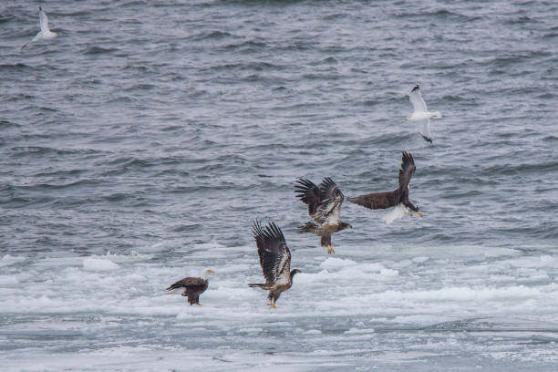 Bald Eagle flying in winter migration Bald Eagle winter migration through the mid west USA eagle bald eagle american culture feather stock pictures, royalty-free photos & images