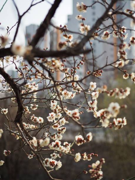 istock plum blossom scenery in Korea 1137446778