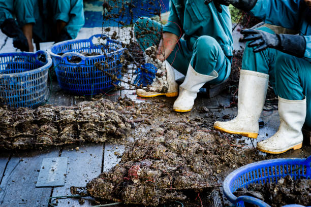 Detail of oyster farm workers in Halon Bay, who clean and choose oysters with pearls inside