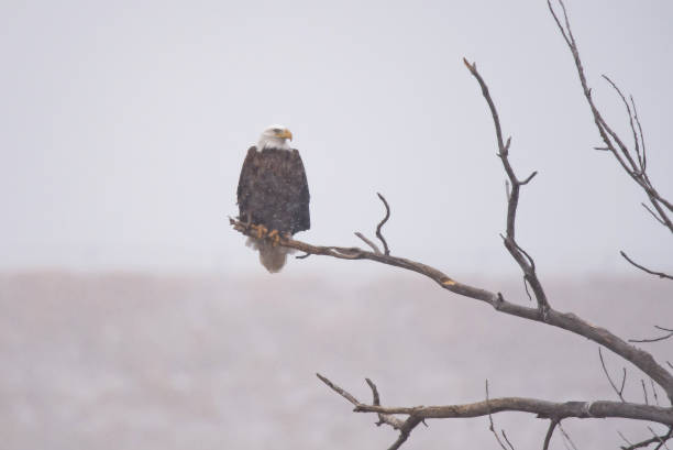 Bald Eagle perching in winter migration Bald Eagle winter migration through the mid west USA eagle bald eagle american culture feather stock pictures, royalty-free photos & images