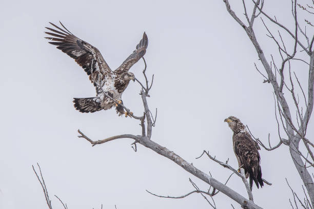 Bald Eagle flying in winter migration Bald Eagle winter migration through the mid west USA eagle bald eagle american culture feather stock pictures, royalty-free photos & images