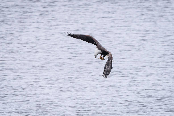 Bald Eagle flying in winter migration Bald Eagle winter migration through the mid west USA eagle bald eagle american culture feather stock pictures, royalty-free photos & images