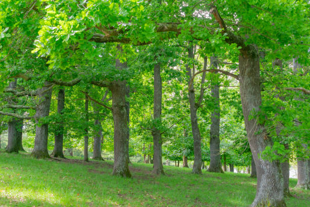 istock Grove bright green oak trees 1137448356