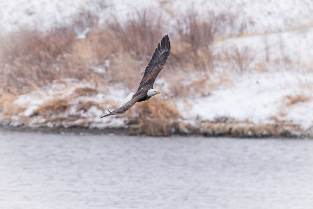 Bald Eagle flying in winter migration Bald Eagle winter migration through the mid west USA eagle bald eagle american culture feather stock pictures, royalty-free photos & images