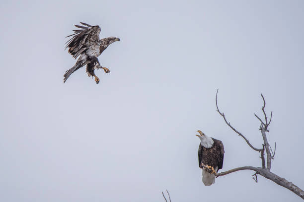 Bald Eagle flying in winter migration Bald Eagle winter migration through the mid west USA eagle bald eagle american culture feather stock pictures, royalty-free photos & images