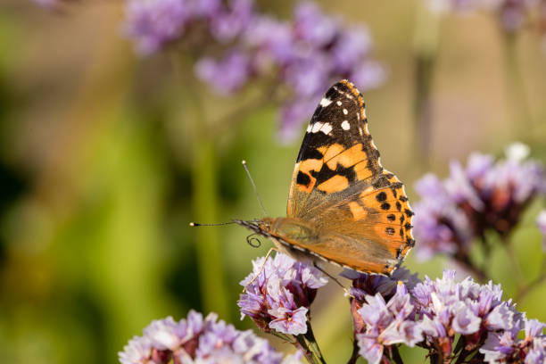 istock Yellow butterfly with litter flowers 1137450454