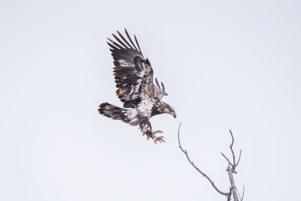 Bald Eagle flying in winter migration Bald Eagle winter migration through the mid west USA eagle bald eagle american culture feather stock pictures, royalty-free photos & images