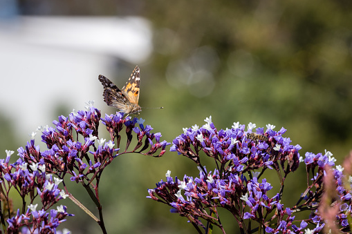 Butterfly with flowers, spring, southern california