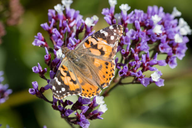 istock Yellow butterfly with litter flowers 1137450635