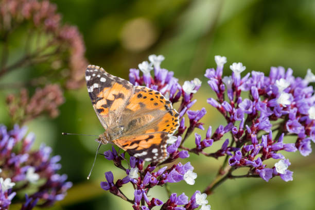 istock Yellow butterfly with litter flowers 1137450640