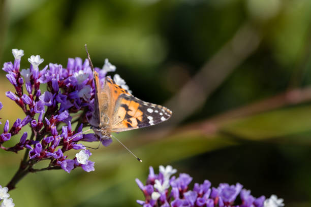 istock Yellow butterfly with litter flowers 1137450643