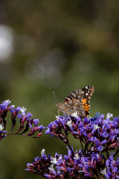 istock Yellow butterfly with litter flowers 1137450875