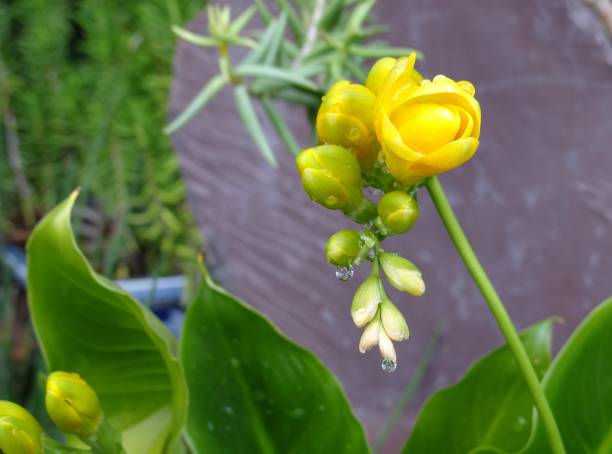 istock Freesias with drops of rain 1137453680