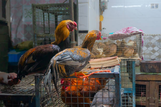 istock Indian roosters for sale 1137453961