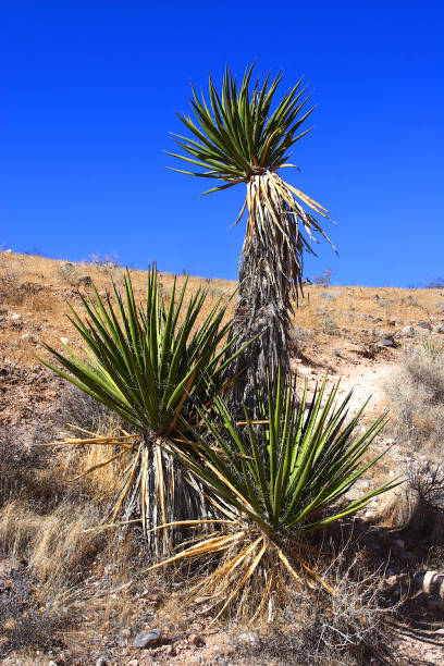 istock Mohave yucca (Yucca schidigera), evergreen desert plant 1137453987