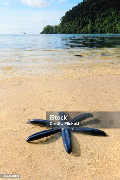 Starfish On A Beach Stock Photo - Download Image Now - Fiji, Beach, Beauty In Nature