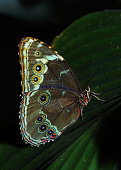 schmetterling-in-amazonas-regenwald.jpg?b=1&s=170x170&k=20&c=H3Qqfv_wC1hGmAVkRRjxjqGIhT6lqHytzSBzYxnHDxg=