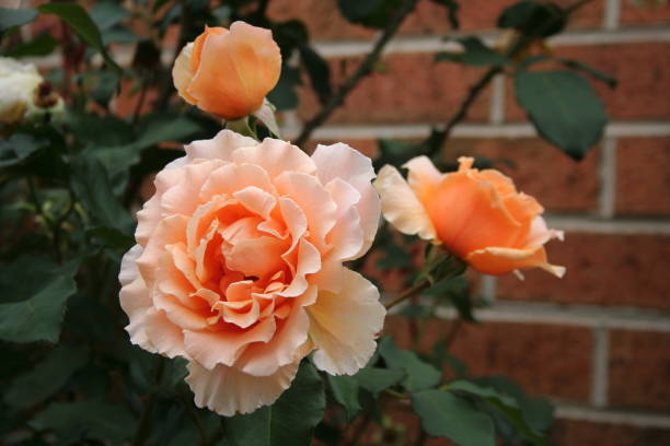 rose'just joey' - hybrid tea rose photos et images de collection