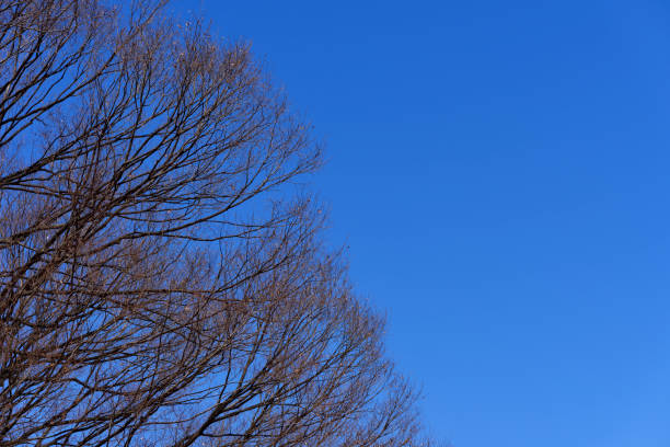 Looking up at treetops and the clear sky with copy space.