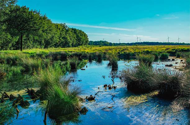 istock Landscape view at a bog in Germany 1137461900
