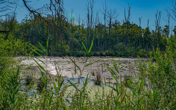 istock Landscape view at a bog in Germany 1137461937