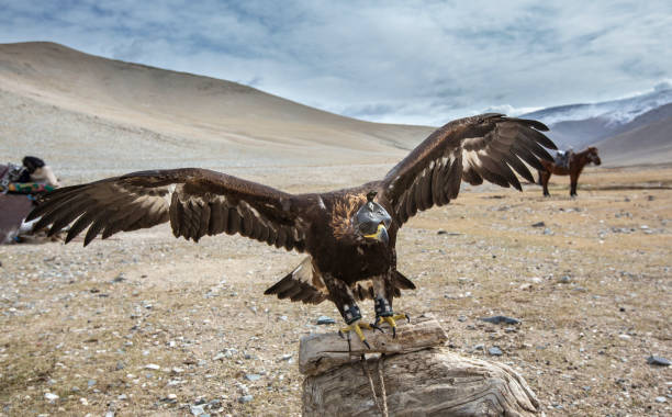 istock altai golden eagle sitting outside a home of Kazakh eagle hunter 1137461945