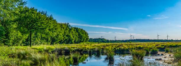 istock Landscape view at a bog in Germany 1137461995