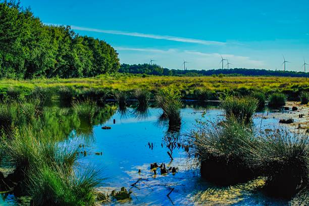 istock Landscape view at a bog in Germany 1137462054